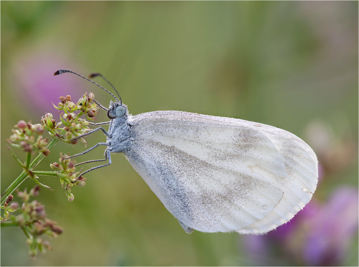 Weissling (Leptidea sinapis/juvernica)