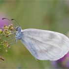 Weissling (Leptidea sinapis/juvernica)