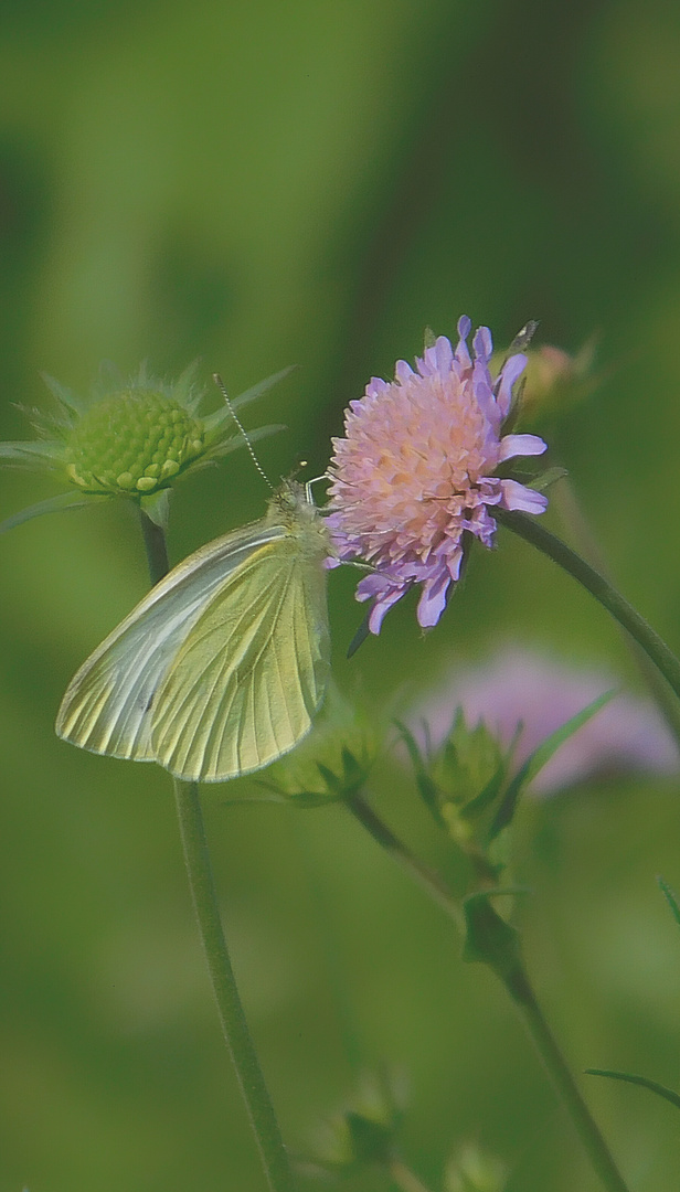 Weißling Schmetterling 