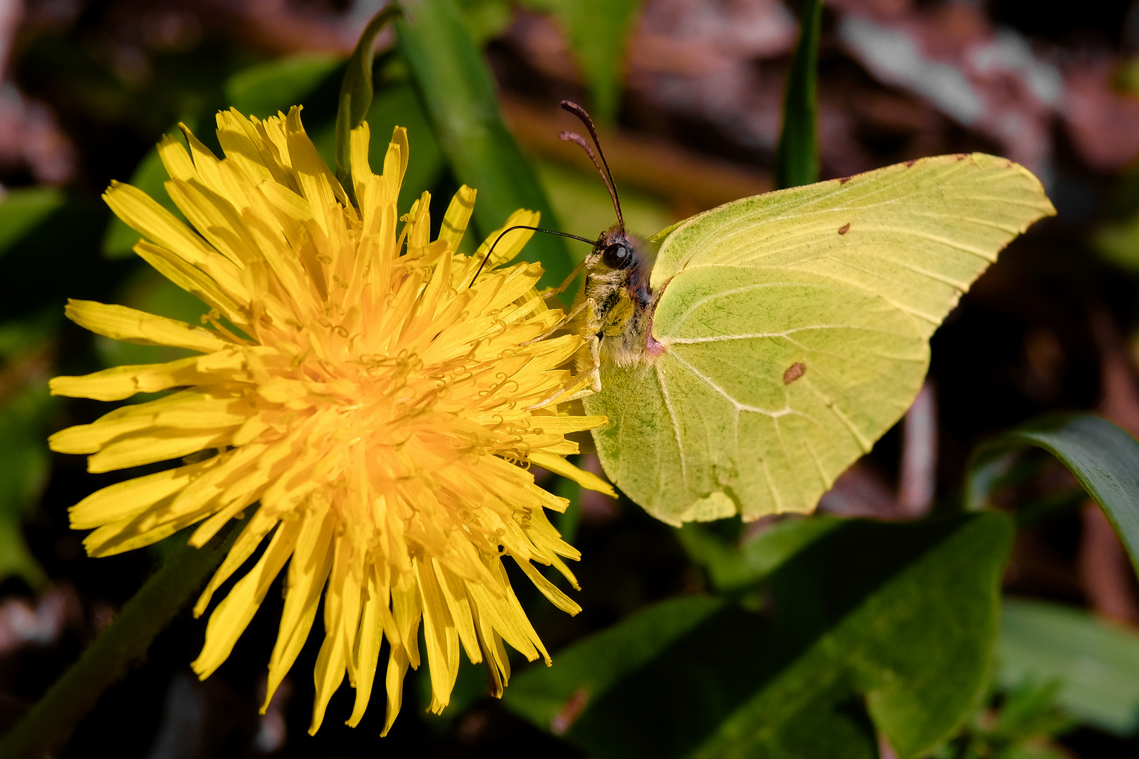 Weissling - Schmetterling - Zitronenfalter