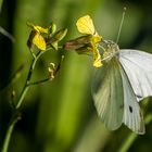 "WEISSLING" - stimmt doch oder?