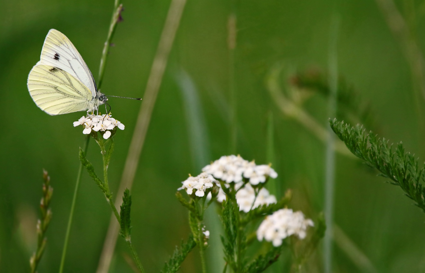 Weissling - stimmt doch oder?