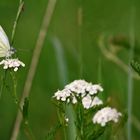 Weissling - stimmt doch oder?