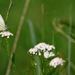 Weissling - stimmt doch oder?