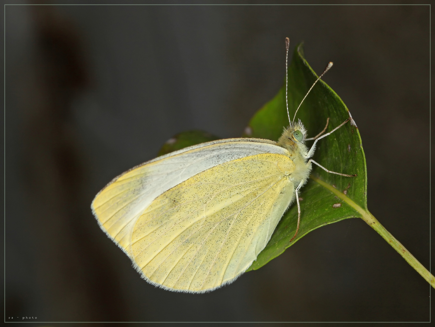 Weissling vor der Nachtruhe . . .