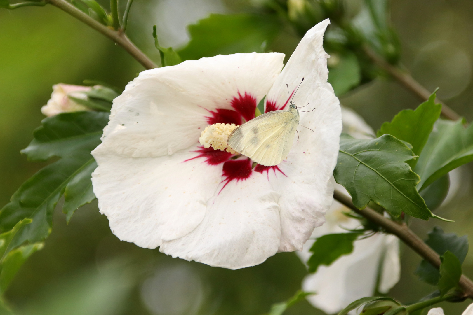 Weißling zu Besuch im Hibiskus