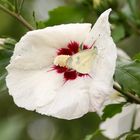 Weißling zu Besuch im Hibiskus