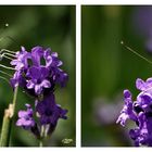 Weißlinge am Lavendel