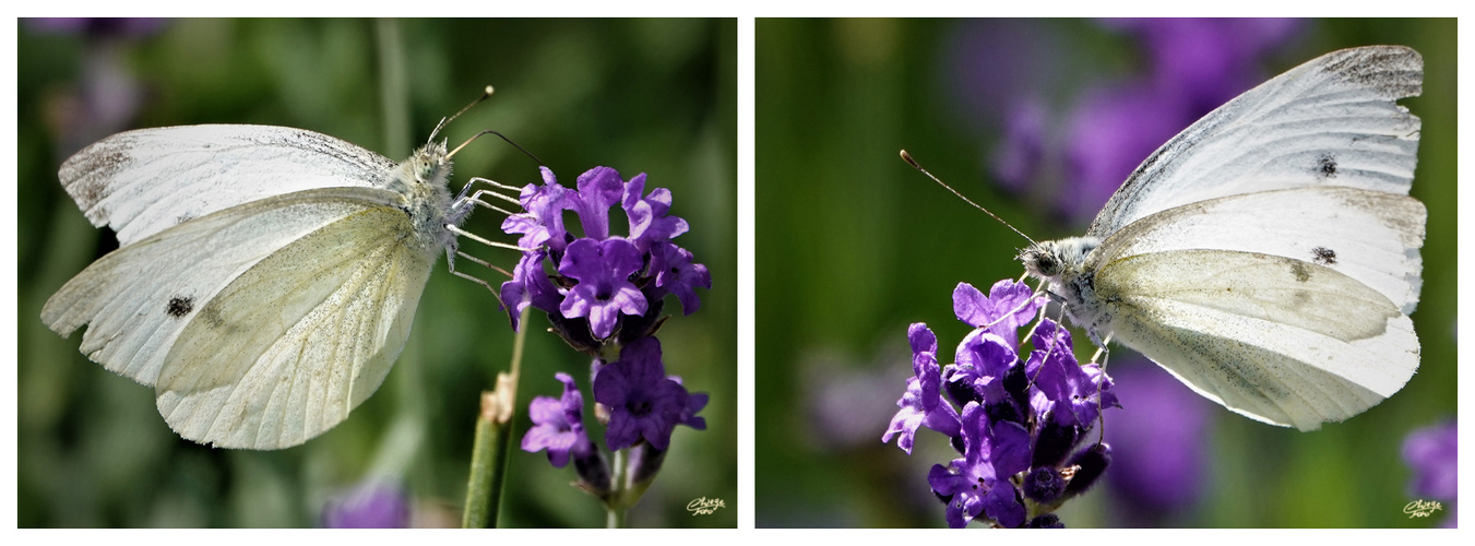 Weißlinge am Lavendel