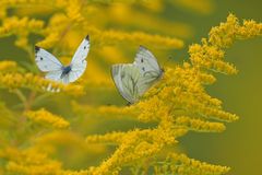 Weißlinge: Da war einer zu viel im Goldruten - Bett