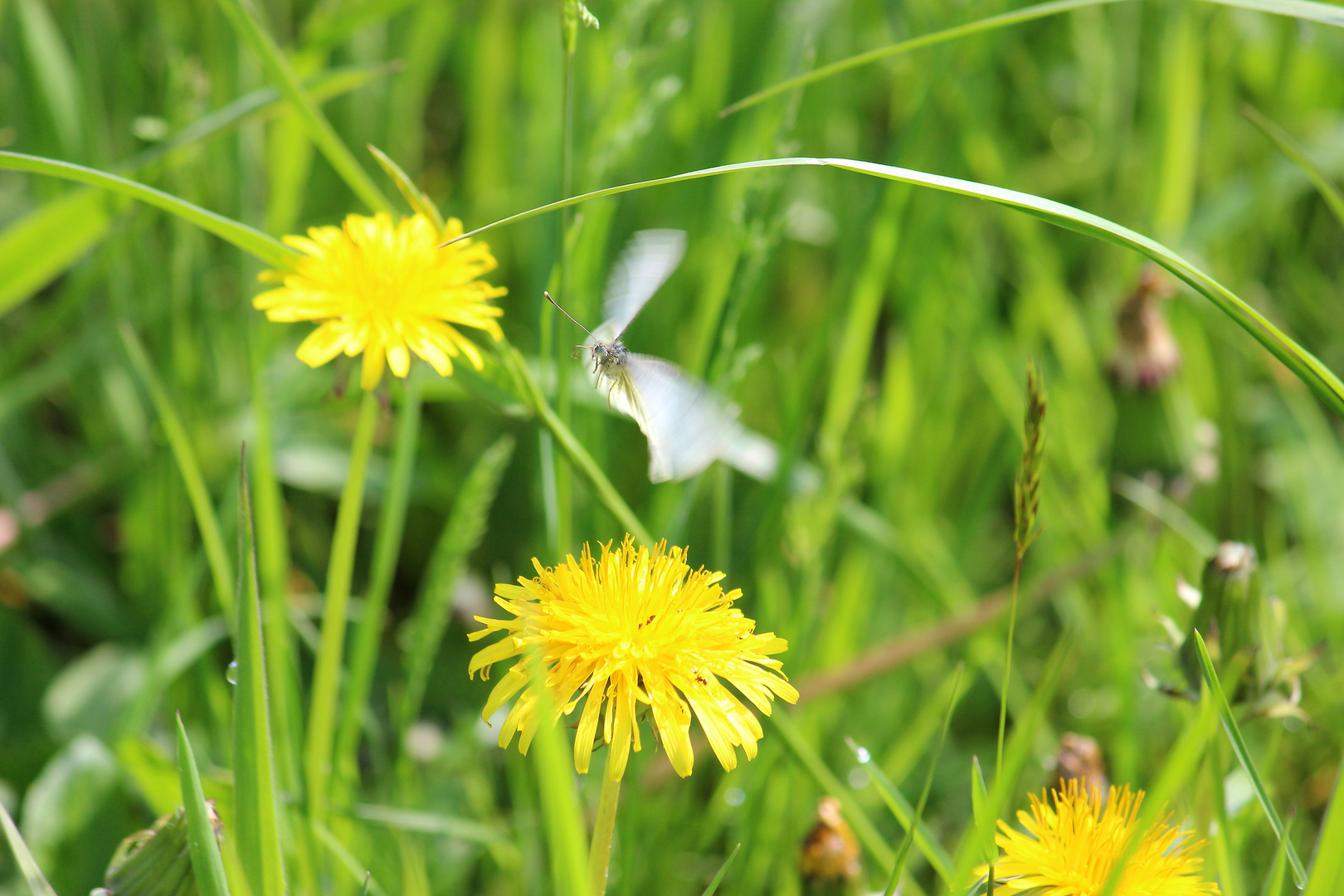 Weißlinge im Anflug