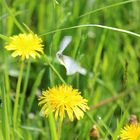 Weißlinge im Anflug