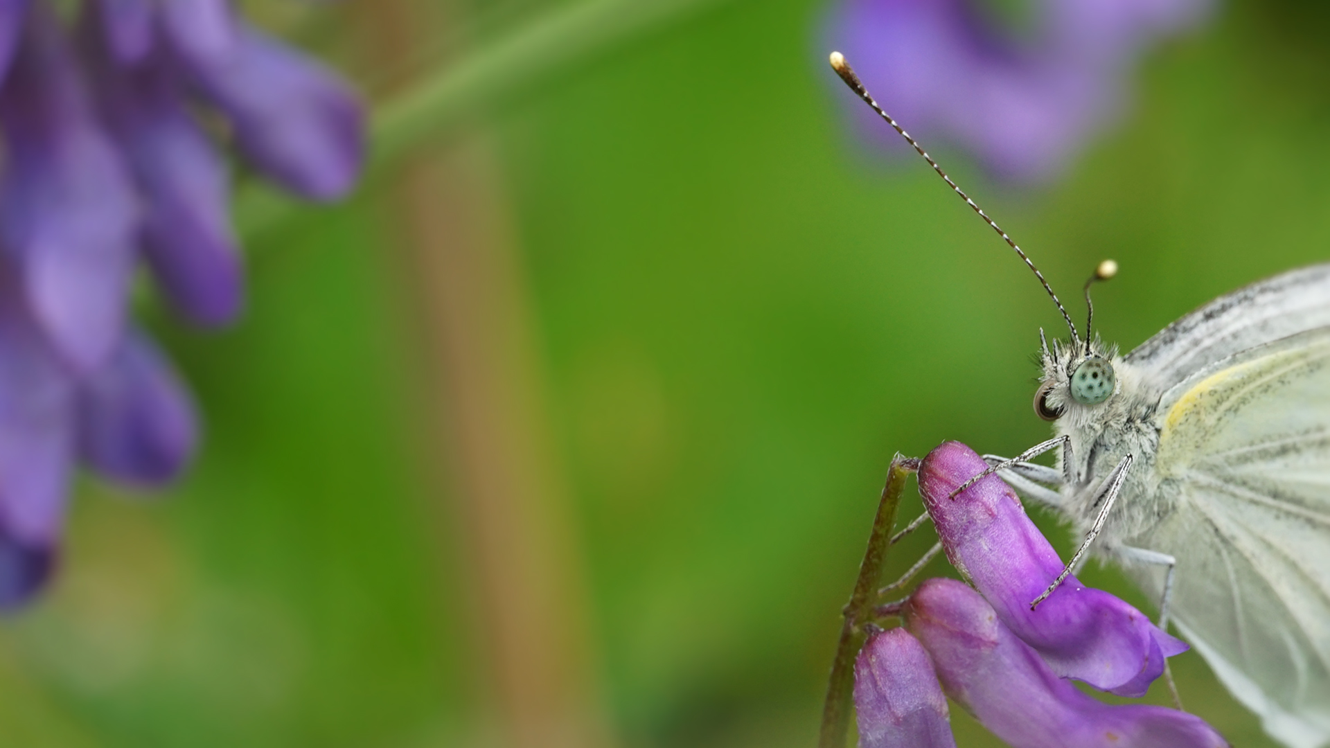 Weißlingportrait