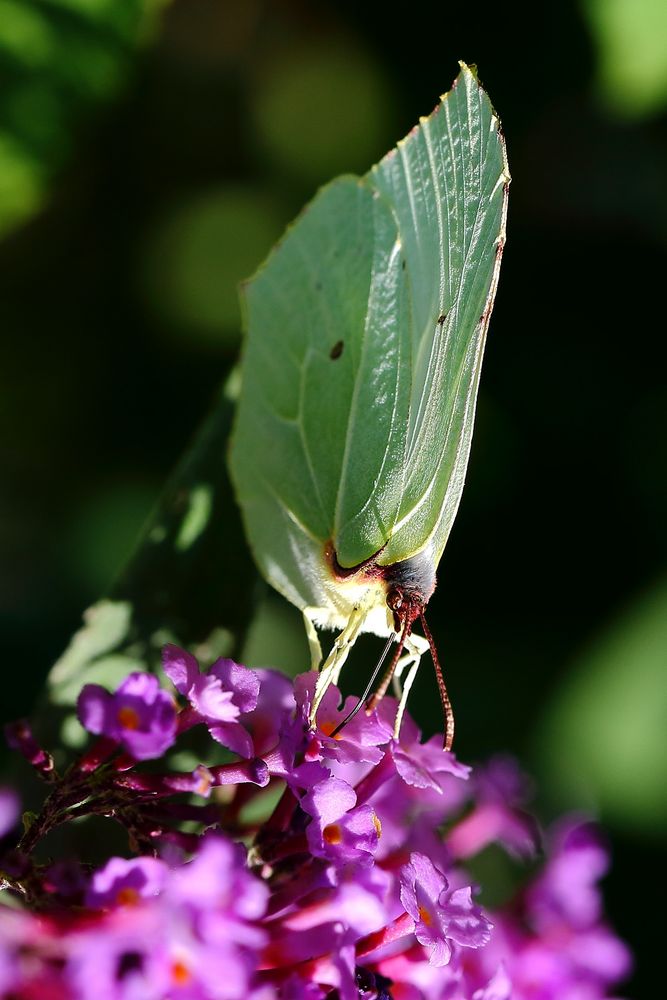 Weißling/Zitronenfalter an Sommerflieder