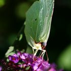 Weißling/Zitronenfalter an Sommerflieder