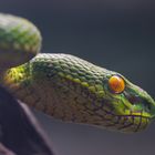 Weisslippen-Bambusotter [Trimeresurus albolabris]