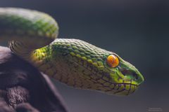 Weisslippen-Bambusotter [Trimeresurus albolabris]