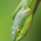 Weisslippen-Bambusotter [Trimeresurus albolabris]