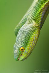 Weisslippen-Bambusotter [Trimeresurus albolabris]