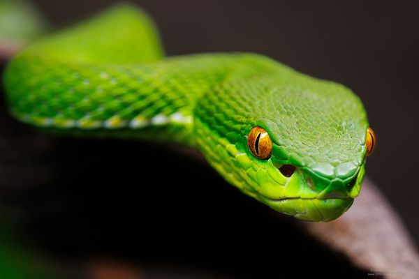 Weisslippen-Bambusotter [Trimeresurus albolabris]