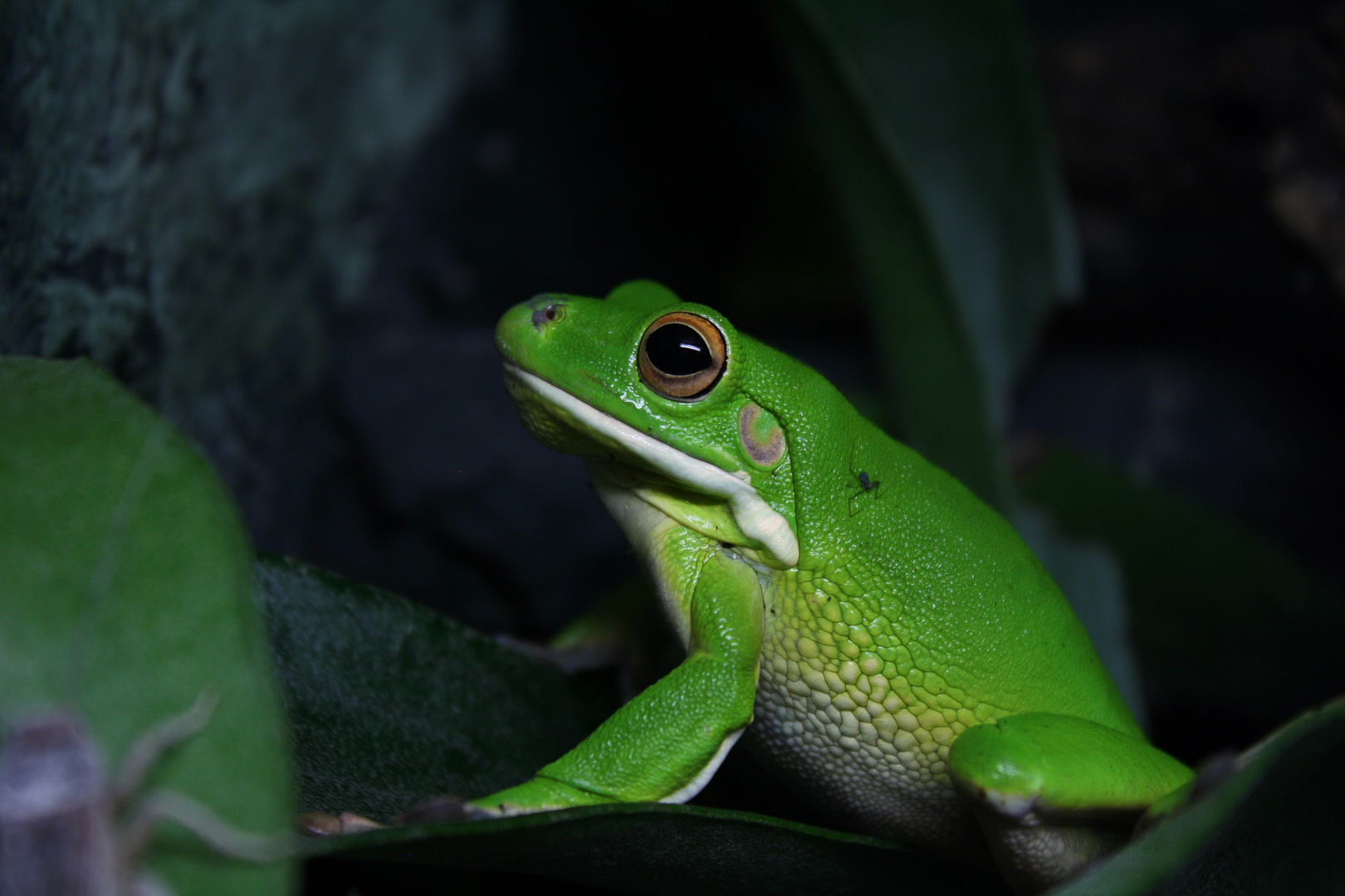 Weißlippen-Riesenlaubfrosch