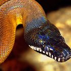 Weißlippenpython