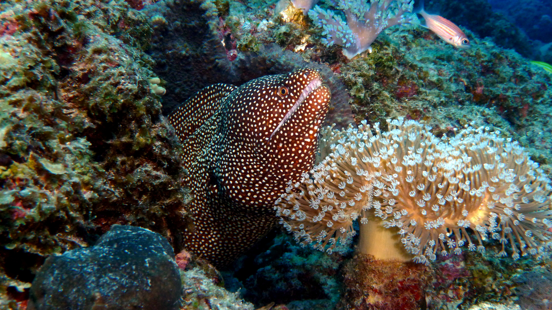 Weißmaulmuräne (Gymnothorax meleagris) - Mauritius