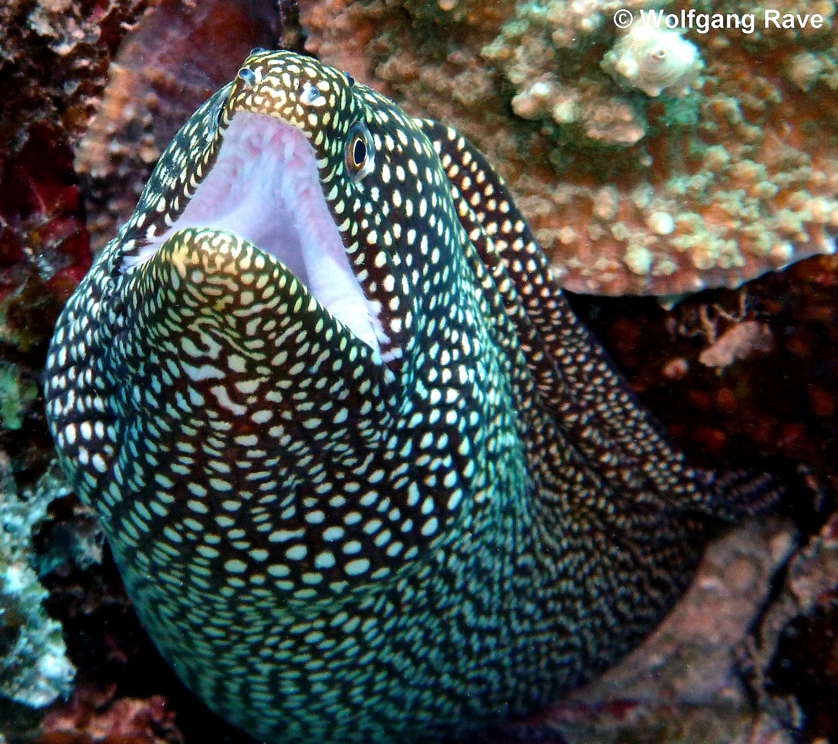 Weißmaulmuräne (Gymnothorax meleagris) - Mauritius (Poison Reef)