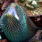 Weißmaulmuräne (Gymnothorax meleagris) - Mauritius (Poison Reef)