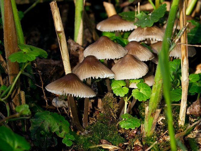 Weißmilchende Helmlinge (Mycena galopus)