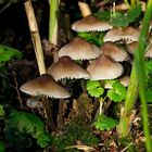 Weißmilchende Helmlinge (Mycena galopus)