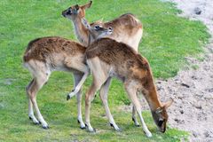 Weißnacken-Moorantilopen