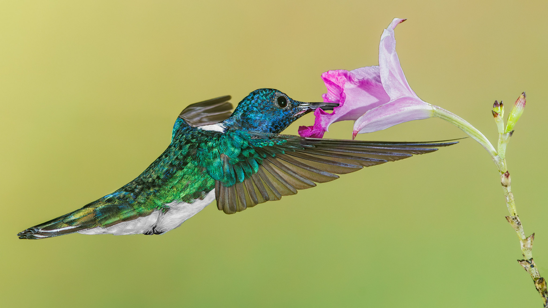 Weißnackenkolibri