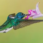 Weißnackenkolibri