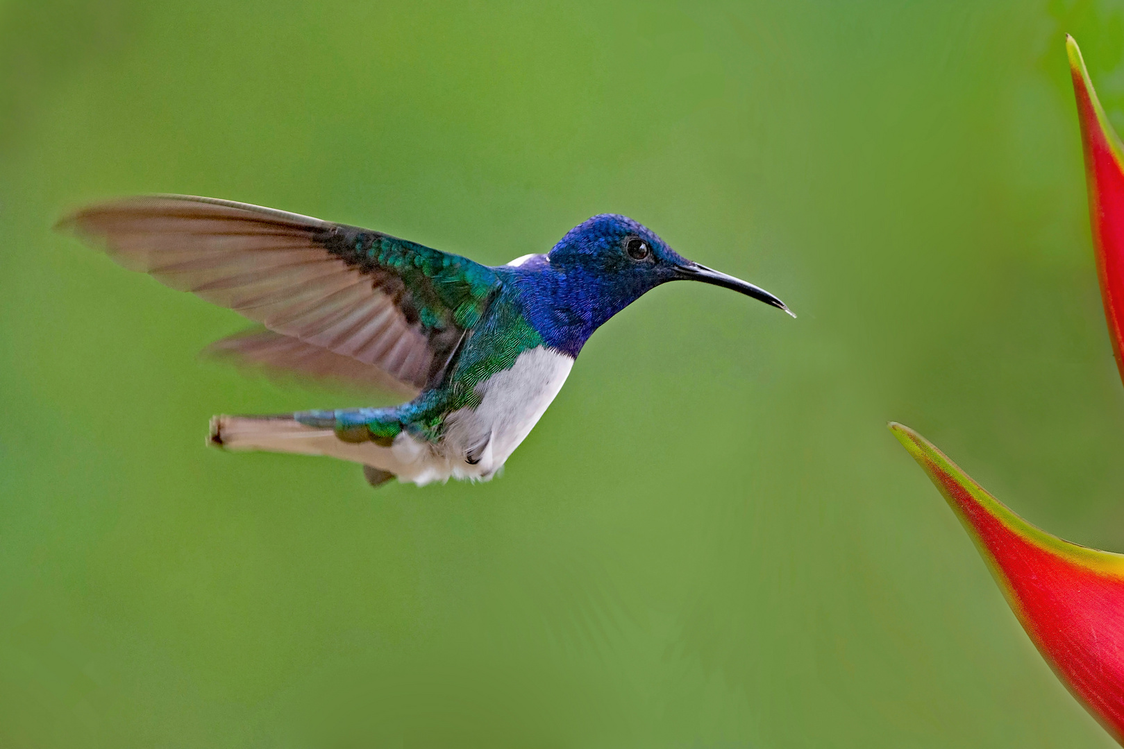 Weißnackenkolibri (Florisuga mellivora) 