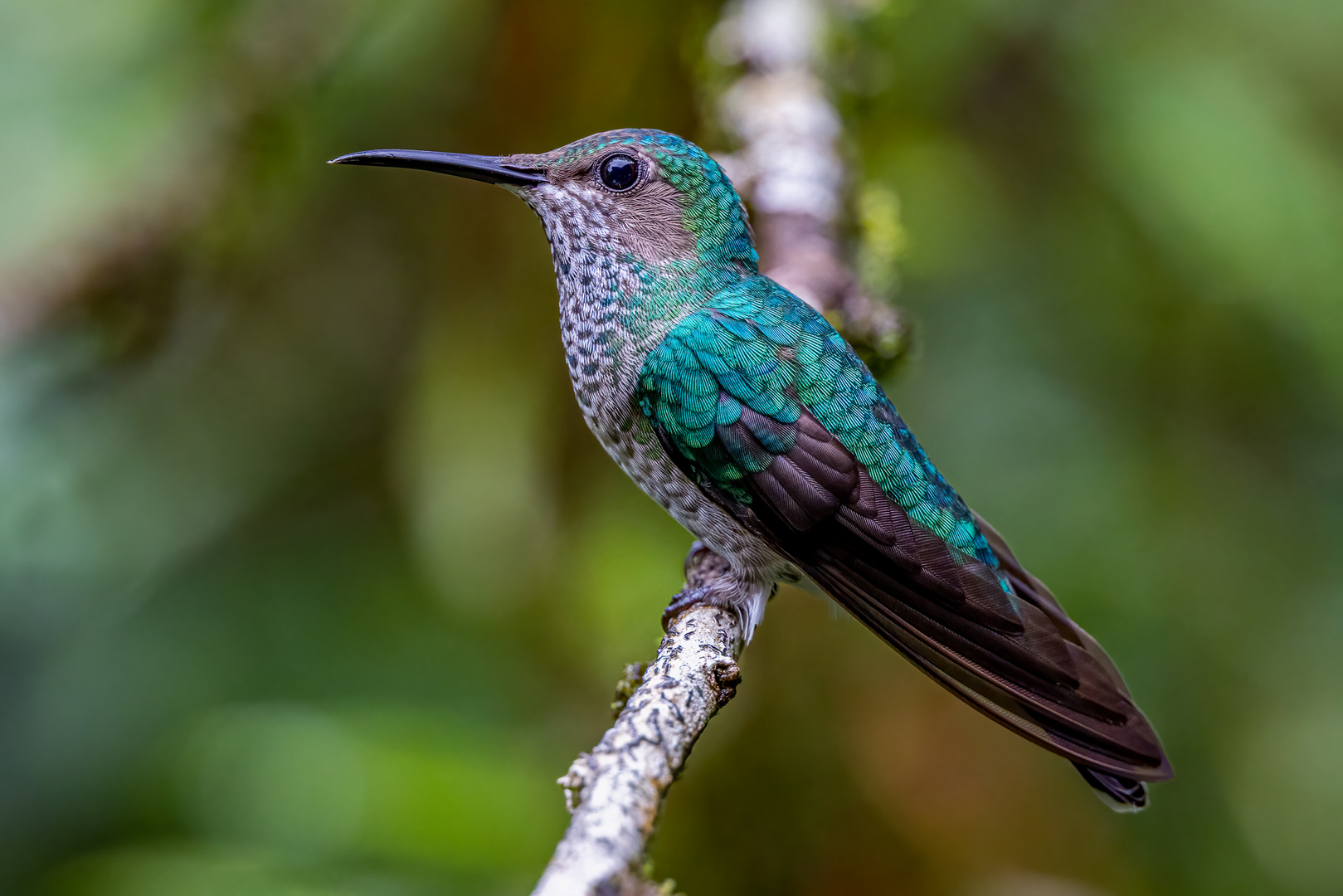 Weißnackenkolibri (White-necked jacobin)