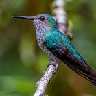 Weißnackenkolibri (White-necked jacobin)