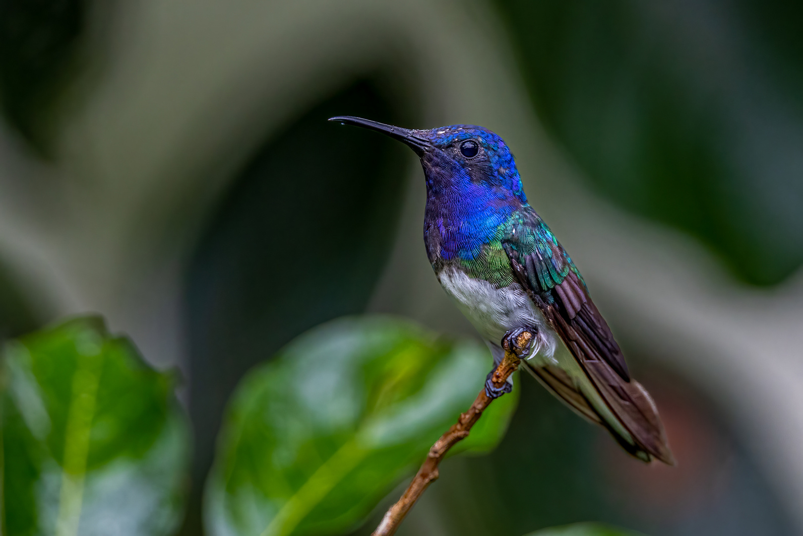 Weißnackenkolibri (White-necked jacobin)