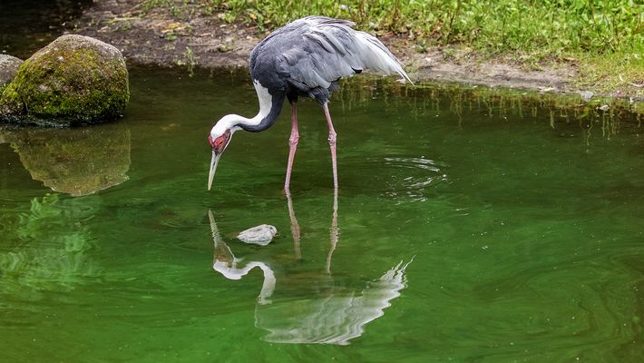 Weißnackenkranich 005 