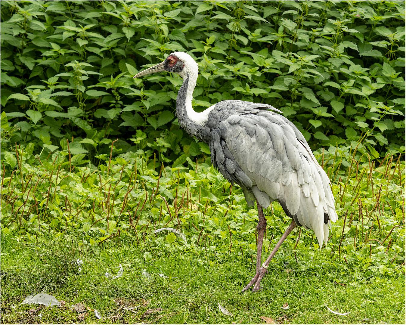 Weißnackenkranich