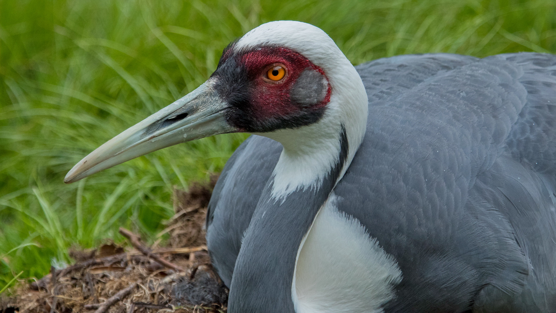 Weißnackenkranich auf Nest 