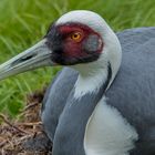 Weißnackenkranich auf Nest 