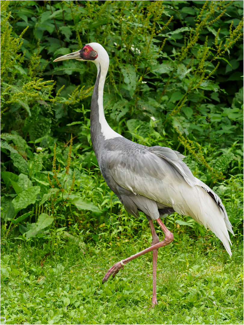 Weißnackenkranich