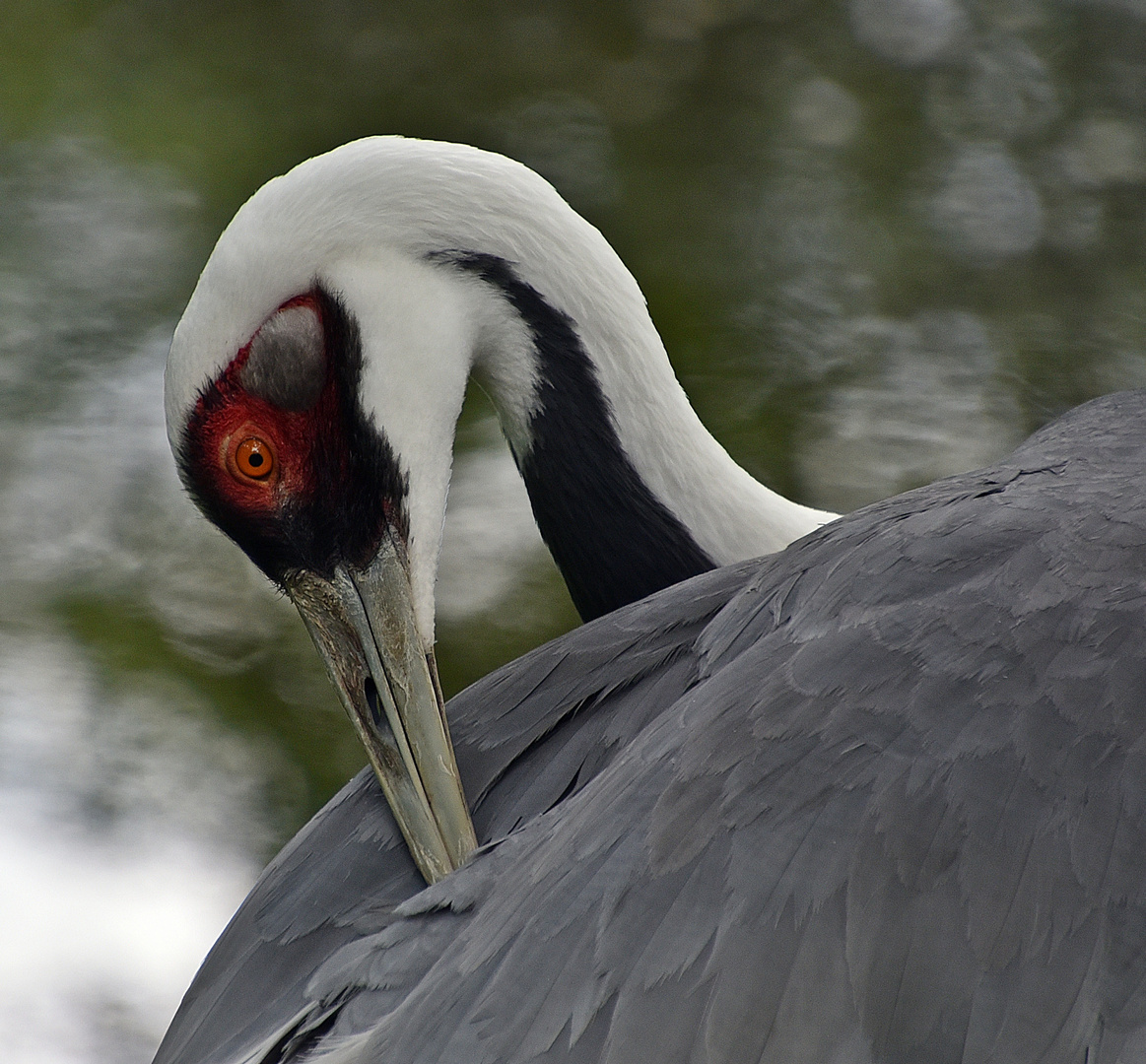 Weißnackenkranich (Grus vipio)