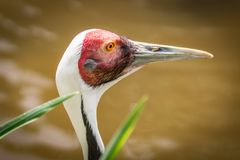 Weißnackenkranich - Vogelpark Walsrode