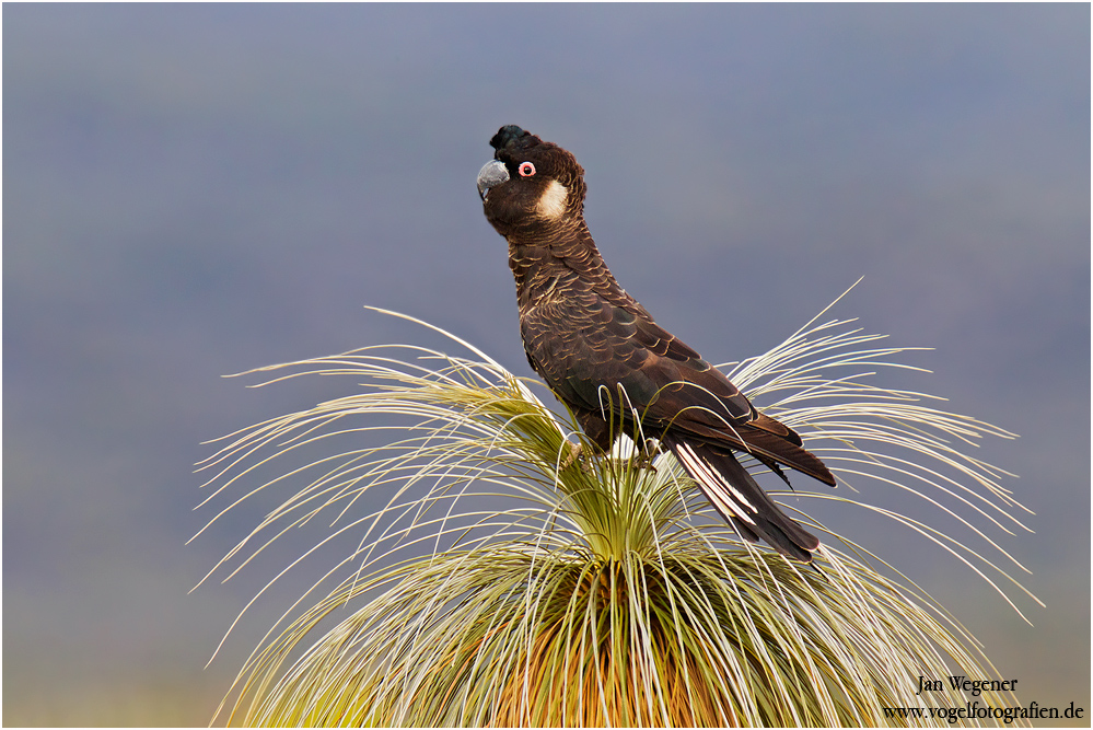 Weißohr Rabenkakadu (Calyptorhynchus latirostris)