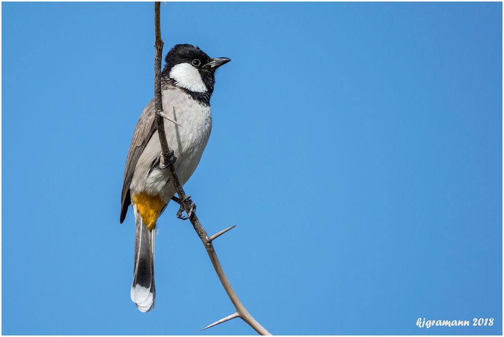 weißohrbülbül (pycnonotus leucotis)  ......