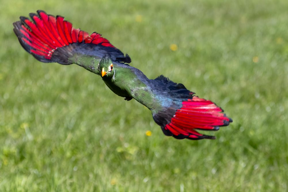 Weißohrturaco