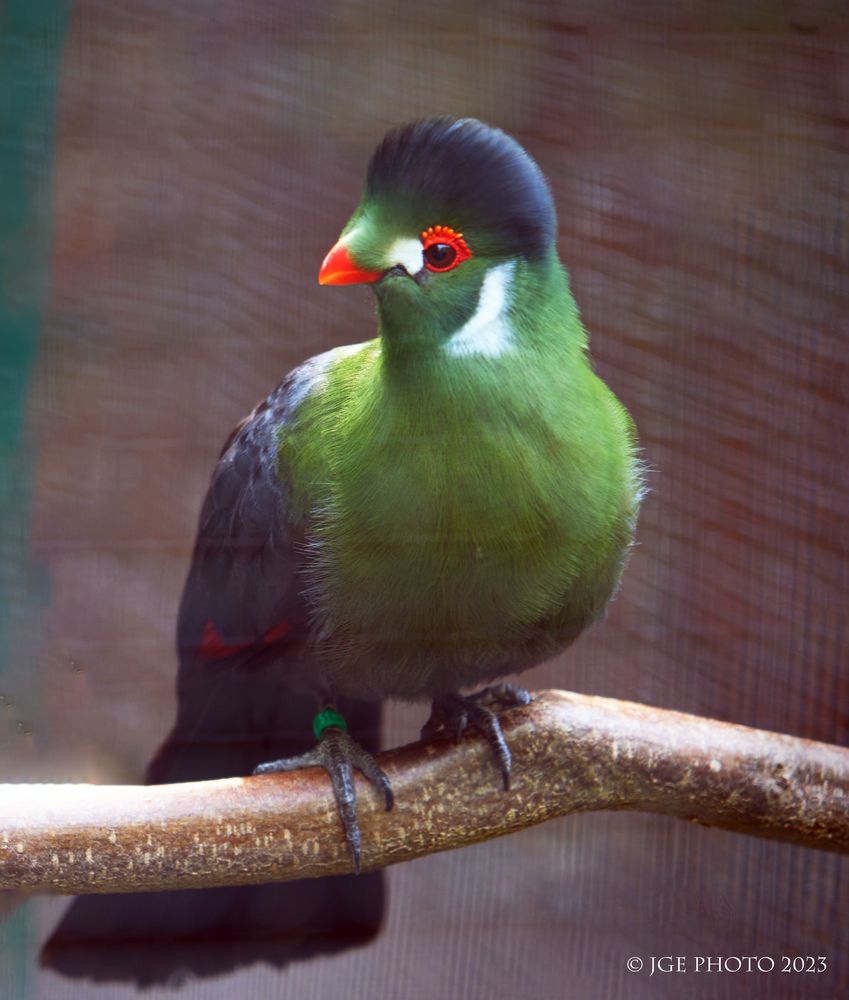 Weißohrturako im Vogelpark Bobenheim-Roxheim