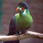 Weißohrturako im Vogelpark Bobenheim-Roxheim